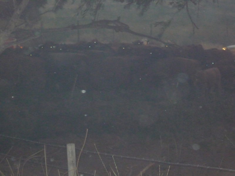 Arbon Fire 2010 · photograph 84
