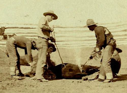 cattle-branding